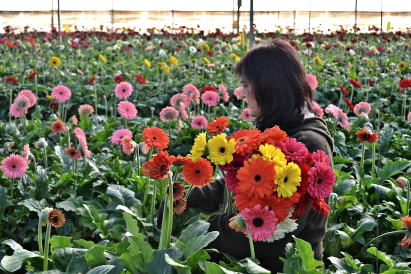 Una floricultora recoge flores en un invernadero de Murcia./ María Isabel González Hernández 