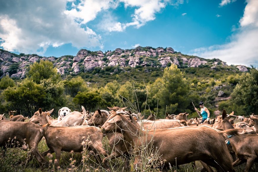 cabras sueltas en el campo, en un día soledado. Al fondo se ve a la ganadera