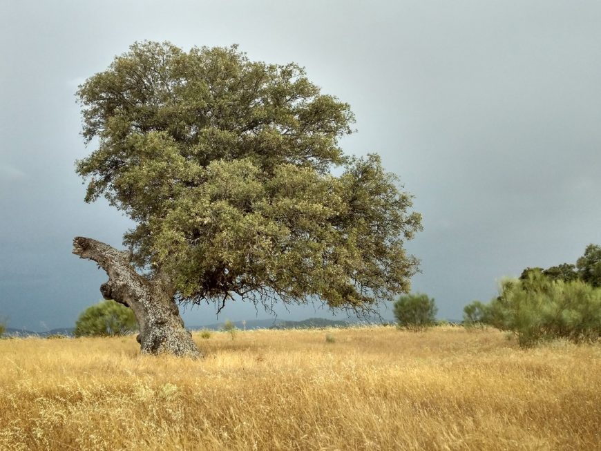 una encina en medio del campo