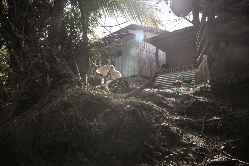 imagen de las casas de madera; se ven una gallinas